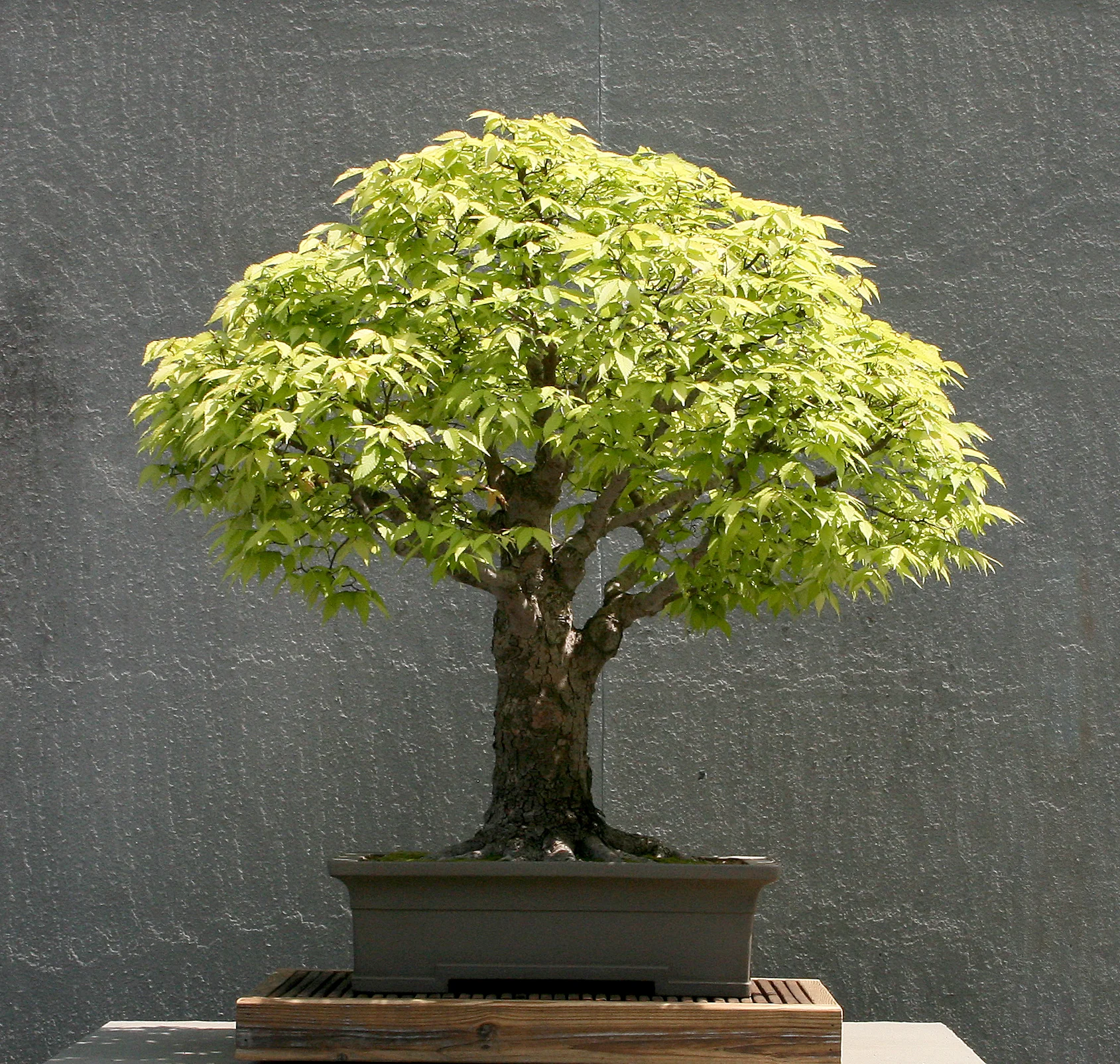 Japanese Collection — National Bonsai Foundation